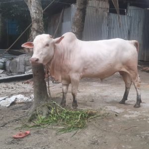 White Mirkadim Cow